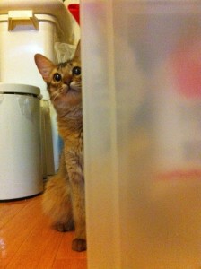 最近のカエちゃん